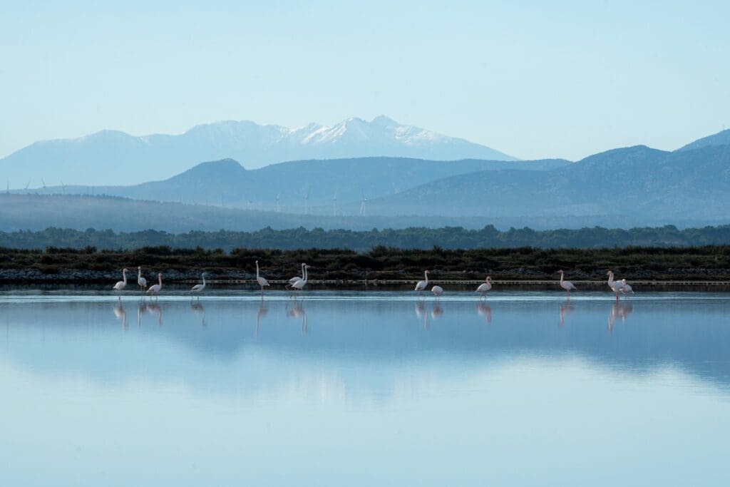 Flamingos in the Camargue, Languedoc France